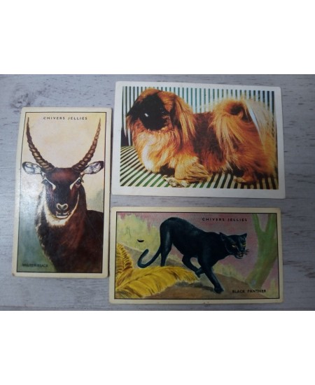 CHIVERS WILD WISDOM IN AFRICA TRADING CARDS 1964 BUNDLE x 3 JOBLOT RARE VINTAGE
